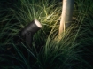 Philips Hue Outdoor Proiector Lily White and Color Ambiance PS03593